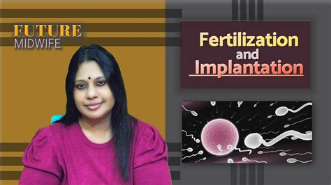 Fertilization And Implantation Youtube