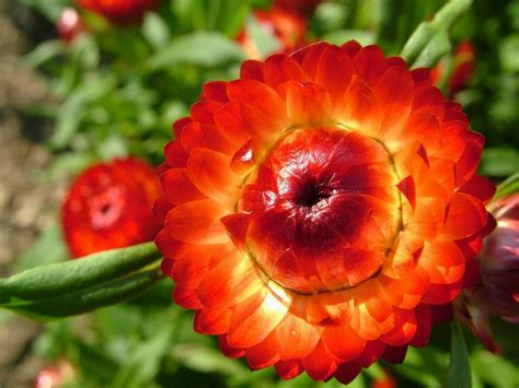 Ceramics found in egypt from over thousands of years ago have carried images of daisies. Amazing Flowers New HD Wallpapers | Latest HD Wallpapers