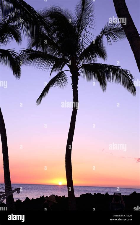 Palm Trees At Sunset Hawaii Stock Photo Alamy