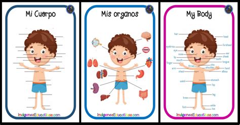 LÁminas Cuerpo Humano Primaria 10 Imagenes Educativas 01e