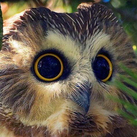 Owl Big Eyes Saw Whet Owl Owl Beautiful Owl