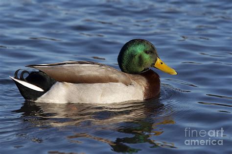 Duck On The Water Photograph By Michal Boubin