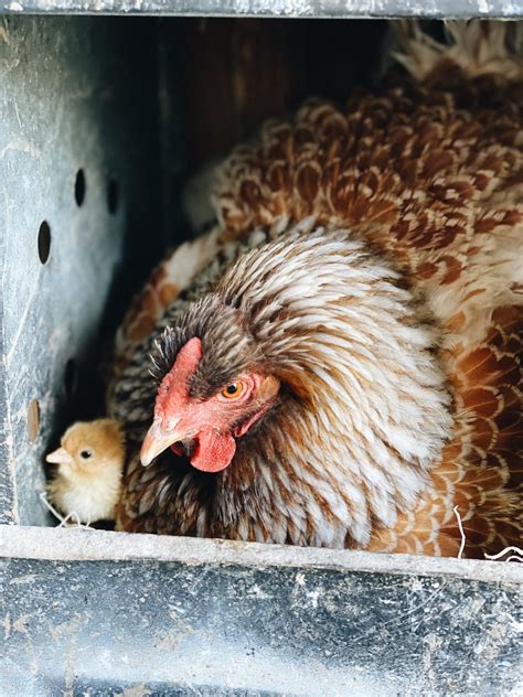 Broody Hen Tips And What To Expect Azure Farm Farm Chickens