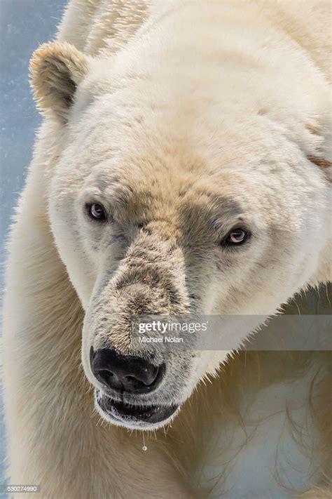 Adult Polar Bear Close Up Head Detail Cumberland Peninsula Baffin