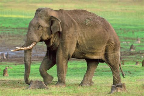 Bull Asiatic Elephant Elephas Maximus Nagarahole National Park