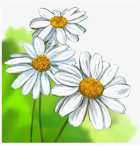 A daisy is the perfect thing to draw to brighten anyone's day! Collection Of Free Daisies Drawing Watercolour Download ...