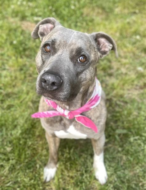 American Staffordshire Terrier For Adoption In Seaford Virginia