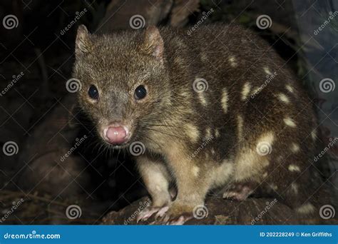 Spotted Tailed Quoll Stock Image Image Of Wildlife 202228249