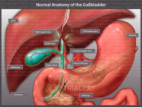 Normal Anatomy Of The Gallbladder Trial Exhibits Inc