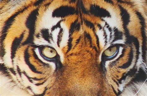 Tiger Eyes Photograph By Matthew Moore