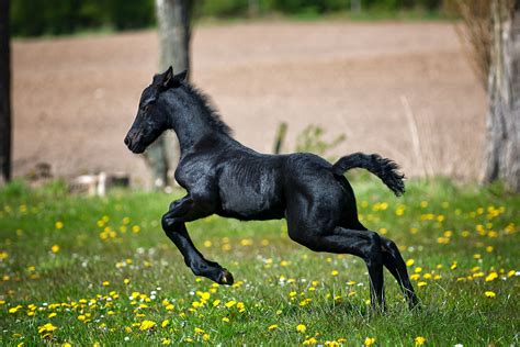 Black Horse Running On Grass Field With Flowers · Free Stock Photo