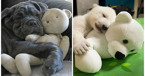 These 21 Animals Cuddling With Their Favorite Toys Show That Everyone