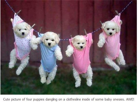 Shabby Cottage Collectibles Puppies Dressed In Pink