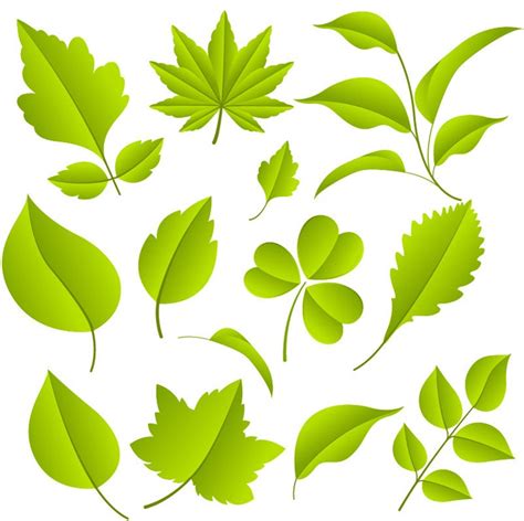 Green Leaves Vector Graphic Set Free Vector Graphics All Free Web