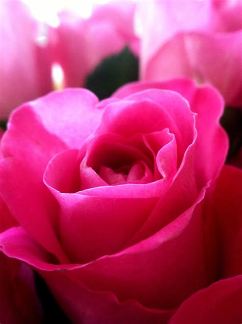 Pin By Galal Ahmad On Special Flowers Beautiful Roses Special