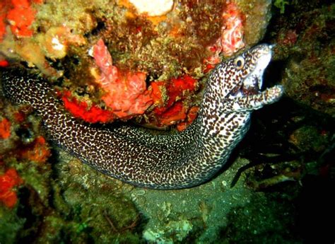 Most moray eels live in saltwater while a few live in freshwater. Spotted-Moray-Eel | Moray eel, Parrot fish, Lion fish