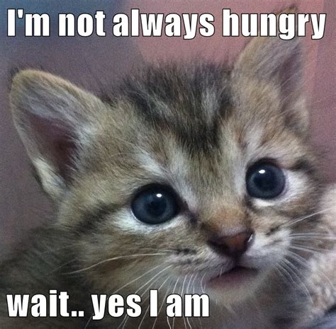 Im Not Always Hungry Wait Yes I Am Funny Animals With Captions