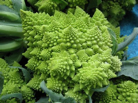 First documented in italy in the 16th century, it is chartreuse in color. Romanesco broccoli | Romanesco broccoli, Broccoli, Romanesco