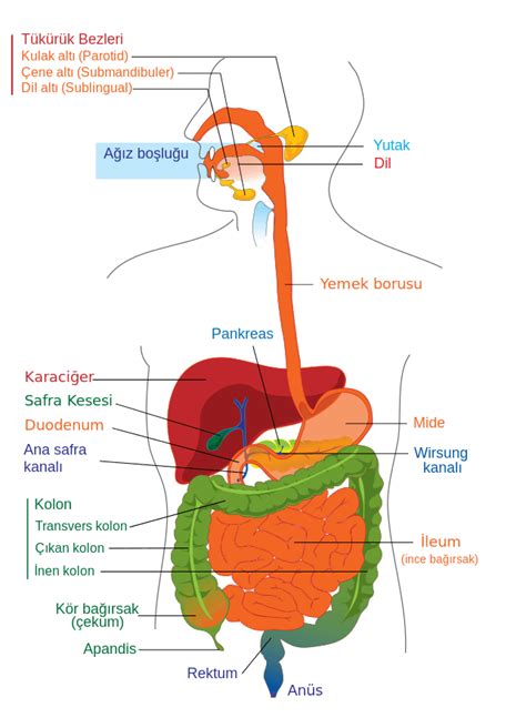 The salivary glands get active as you see or smell food. Hayvan Biyolojisi ve İnsan: Sindirim Sistemi/Devam - Bikifi