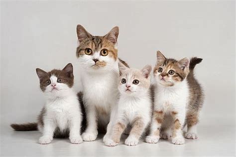 188 Koleksi Nama Terbaik Untuk Kucing Unik Dan Lucu Si Binatang