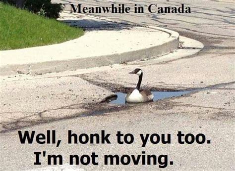 Canada Goose Canada Funny Canada Memes Meanwhile In Canada