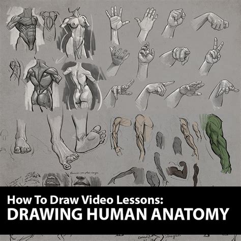 How To Figure Drawing Tutorial Drawing Human Anatomy Lessons
