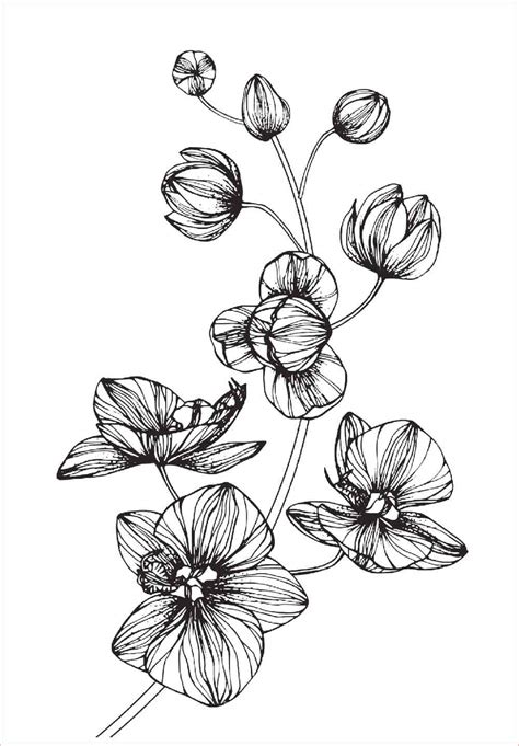 Sketsa Lukisan Bunga Anggrek Terbaru