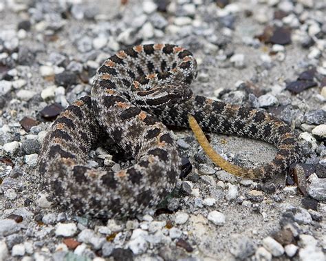 Dusky Pygmy Rattlesnake Flickr Photo Sharing