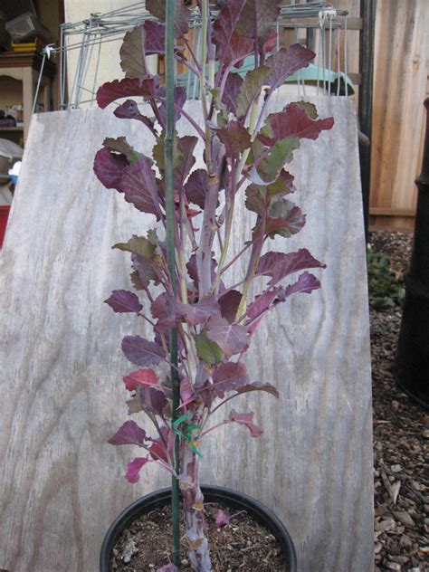 We did not find results for: Perennial Tree Collards: Woody Cuttings Propagated that ...
