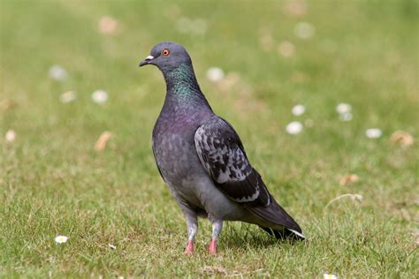 Pigeon