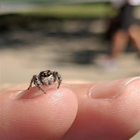 Tiny Jumping Spider On Finger Tinyanimalsonfingers