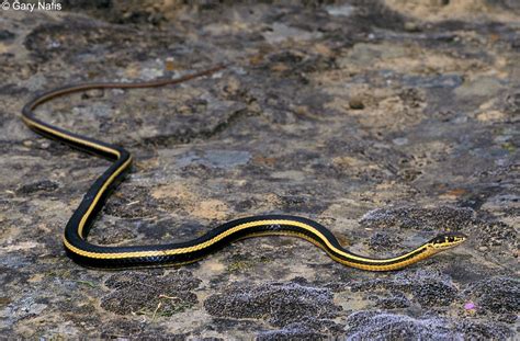 Striped Racers Whipsnakes Found In California