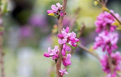 10 Best Spring Flowering Shrubs In Pictures