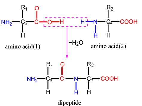 1 The Formation Of A Dipeptide By Two α Amino Acids With Different