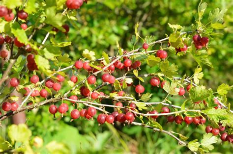 How To Prune Gooseberry Shrubs Uk