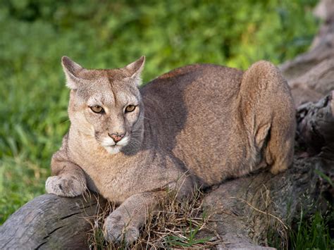 Three Mountain Lions Killed After Feeding On Human Remains Near Hiker