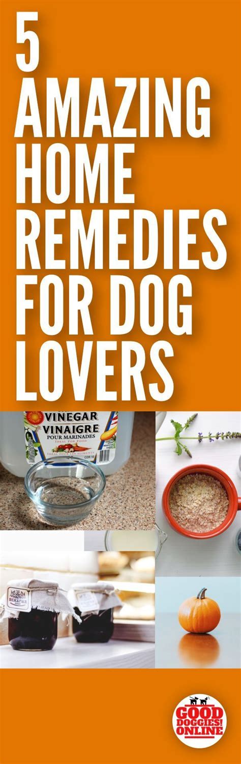 5 Amazing Homemade Remedies For Dogs Home Remedies Dog Health Tips