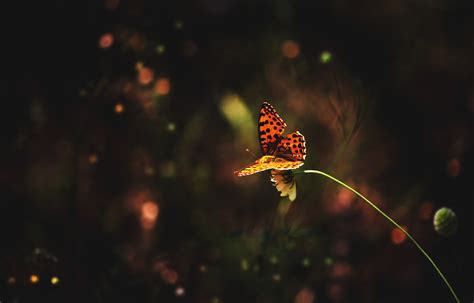 Wallpaper Animals Night Nature Butterfly Insect Lepidoptera