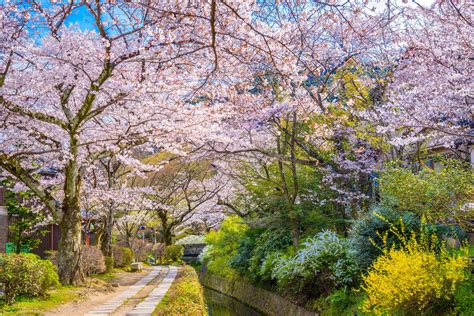 Japanese Cherry Blossom Sakura Flower Global Basecamps