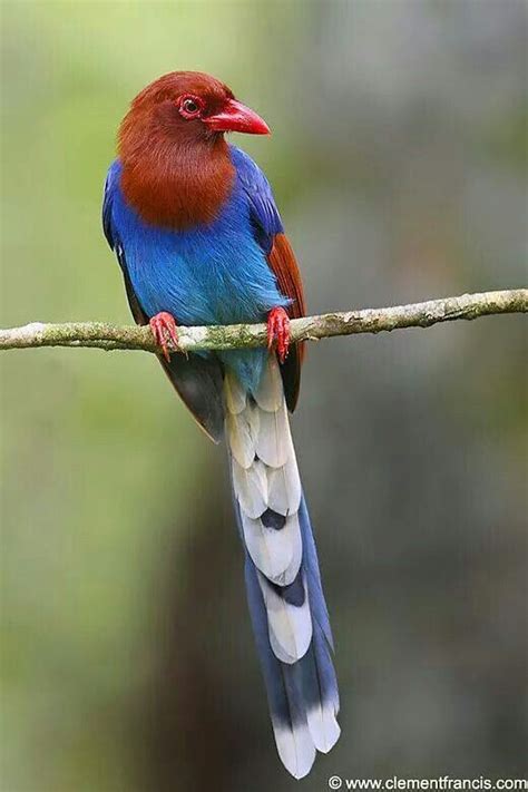 Sri Lanka Blue Magpie Aves Exóticas Aves Ave