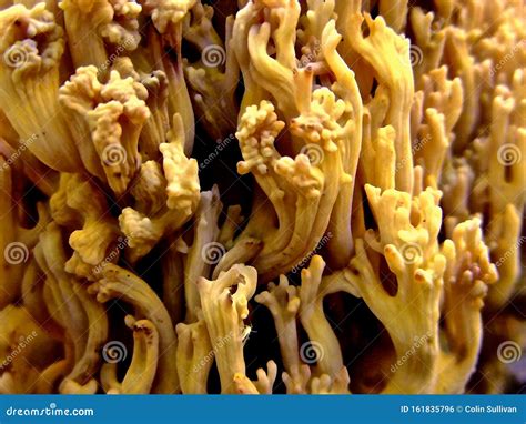 Wild Mushroom Represents Coral Reef Closeup Stock Photo Image Of