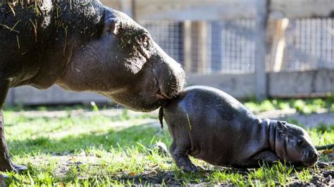 Adorable Newborn Pygmy Hippo Olivia Dubbed ‘michelin Man