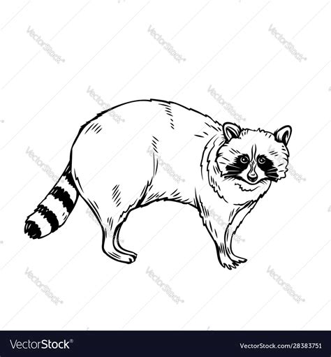 Raccoon Icon Outline Royalty Free Vector Image