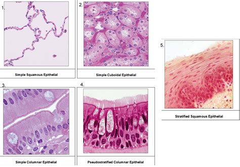 Simple Cuboidal Epithelial Tissue Labeled