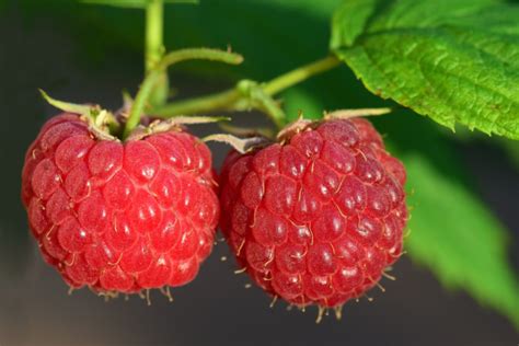 Hydroponic Raspberries Cultivating Delicious Berries Without Soil