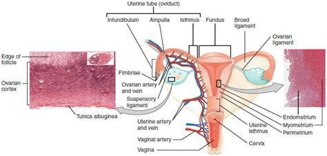 Uterus Location
