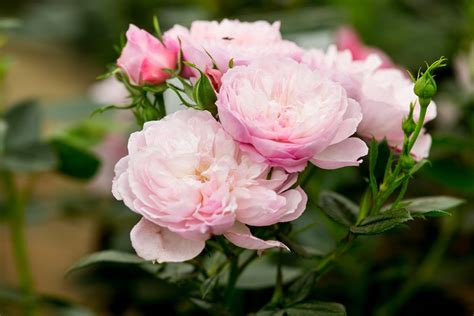 How To Grow Roses Bbc Gardeners World Magazine
