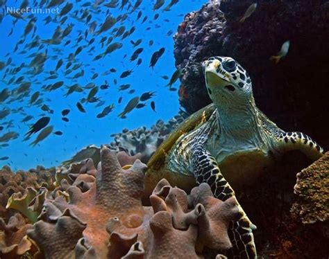 Under Water Sea Animals Sea Turtle Natural Ecosystem