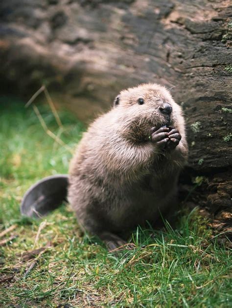 40 Adorable And Cute Baby Beaver Pictures