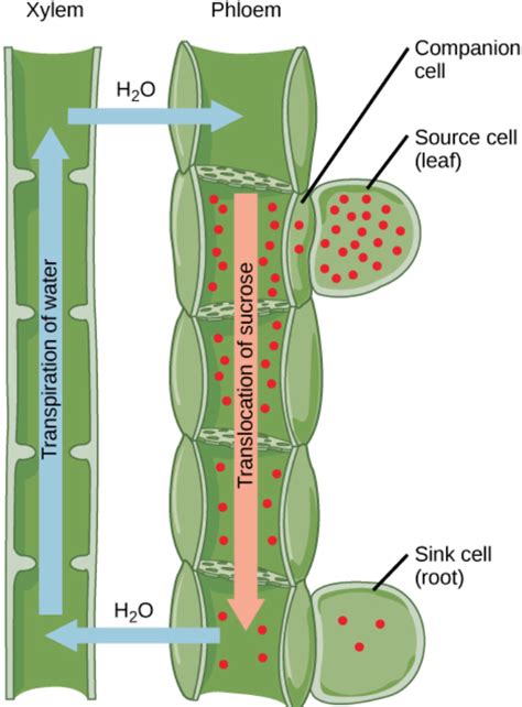 Xylem And Phloem A Plants Source And Sink Annas Plants In Motion Blog